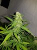 IMG-20190326-WA0004.jpg
