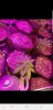 Screenshot_20190403-043312_Gallery.jpg