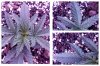 yellow-spots-on-leaves.jpg