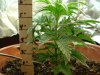 1st grow 025.jpg