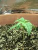 1st grow 027.jpg