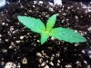 White Widow.jpg White Widow.jpg