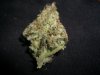 SOUR JACK_3-23-13 3.jpg
