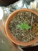 1st grow 032.jpg