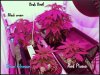 DSCF0781.jpg