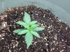 Day 14 S#1.jpg