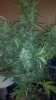 2013-03-27_14-48-35_2262001458959.jpg