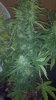 2013-03-27_14-48-27_970.jpg
