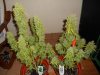 med_gallery_75485_5126_97937.jpg med_gallery_75485_5126_97937.jpg