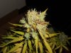 med_gallery_75485_5126_118375.jpg