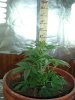 1st grow 033.jpg