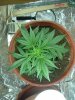 1st grow 034.jpg