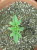 1st grow 036.jpg
