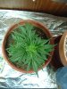 1st grow 038.jpg