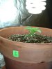 1st grow 039.jpg
