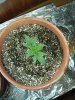 1st grow 040.jpg