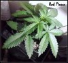 DSCF0793.jpg