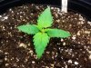 white widow 1.jpg