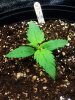 white widow 1-1.jpg