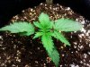 white widow 2.jpg
