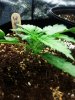 white widow 2-3.jpg