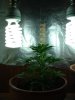 1st grow 041.jpg