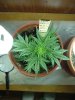 1st grow 042.jpg