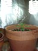 1st grow 043.jpg