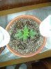 1st grow 044.jpg