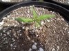 100_3507.jpg 100_3507.jpg