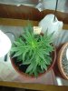 1st grow 046.jpg