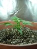 1st grow 047.jpg