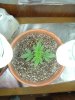1st grow 048.jpg