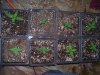 100_0065.jpg