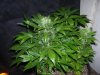 100_0075.jpg