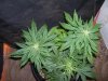 100_0079.jpg