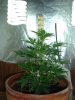1st grow 049.jpg