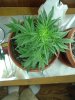 1st grow 050.jpg