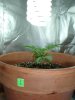 1st grow 051.jpg