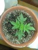 1st grow 052.jpg