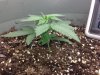 Day 19 S#1 View 2.jpg