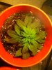 IMG_20130331_143813.jpg
