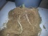 roots 006.jpg