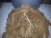 roots 007.jpg