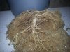 roots 008.jpg