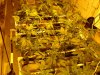 DSC00352.jpg