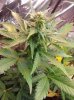 Blue diesel d31.jpg Blue diesel d31.jpg