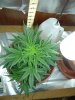 1st grow 054.jpg