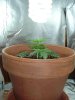 1st grow 055.jpg