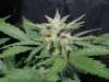 Mossys seeds 021.jpg
